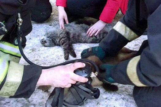 Российские пожарные вытащили котов из горящего здания и вернули их к жизни