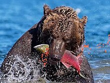 Фотоальбом о жизни медведей издан в Карелии