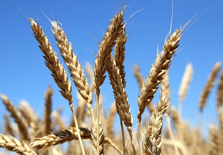 Российское зерно: урожай, экспорт и перспективы