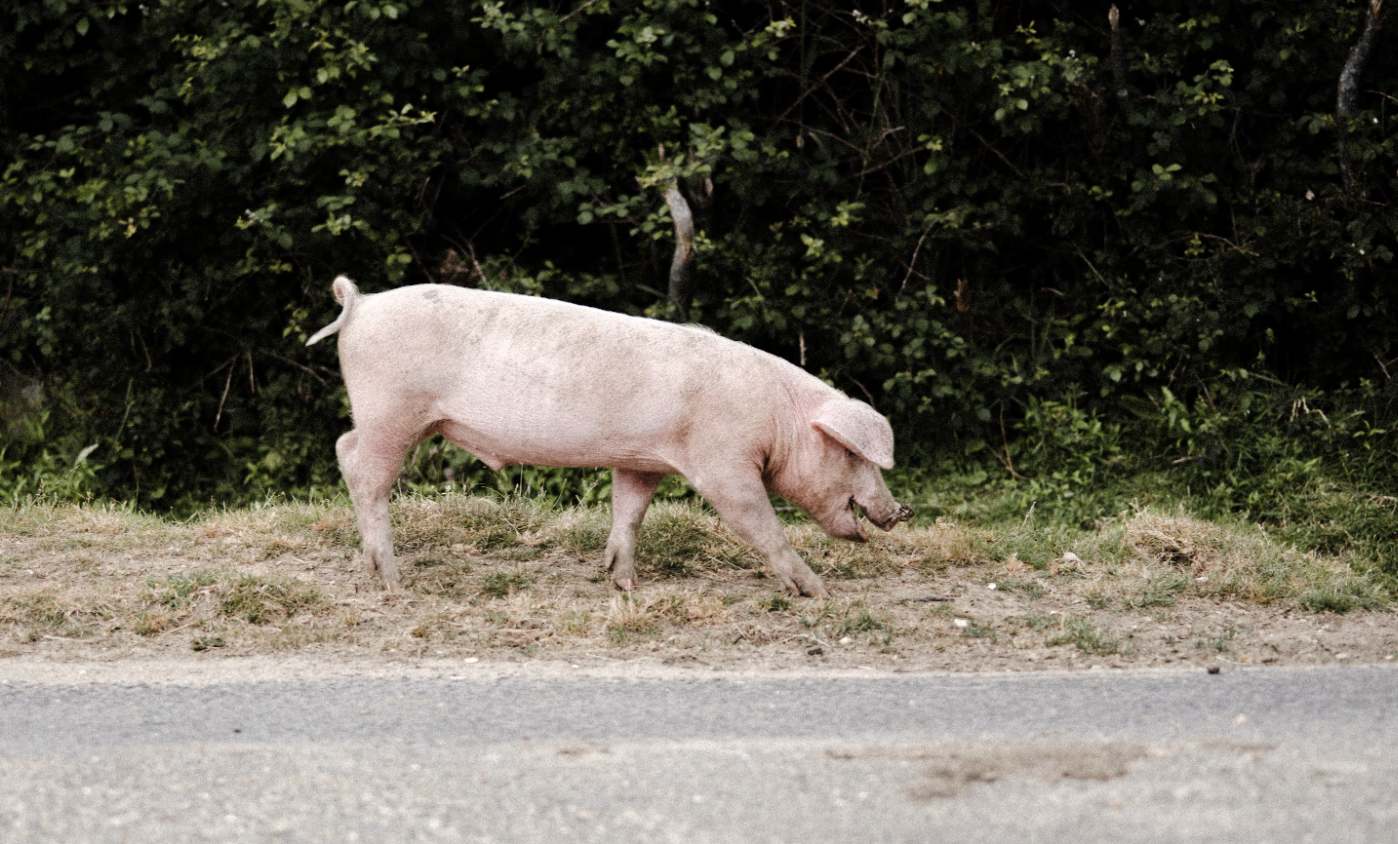 Ученые научились выращивать новые человеческие зубы во рту свиней