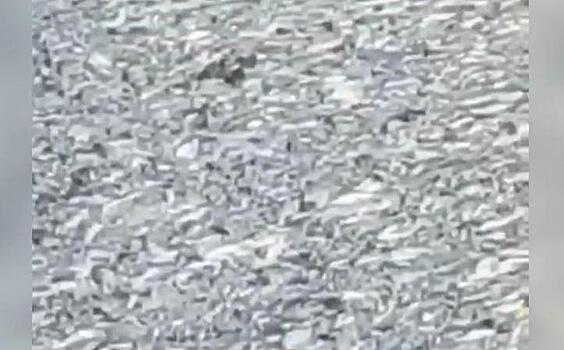 "Дно засыпано слоем мертвой рыбы": в Адыгее зафиксирован массовый мор рыбы в одном из каналов