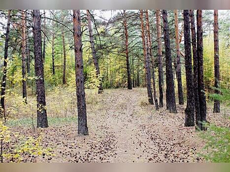 Дополнительные патрули выставят в лесах Читинского района