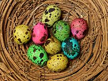 Названы уникальные полезные свойства перепелиных яиц