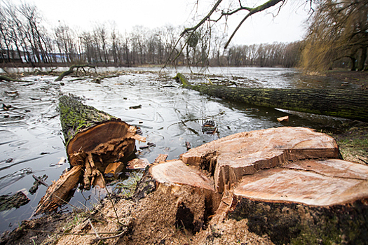Экологи обнаружили вырубку столетних дубов в Калининградской области