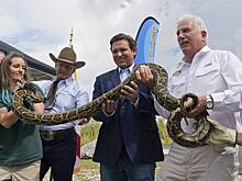 Губернатор решил делать из питонов-захватчиков кошельки и ремни