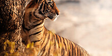 Тигрица-фотомодель из Приморья родила двойню
