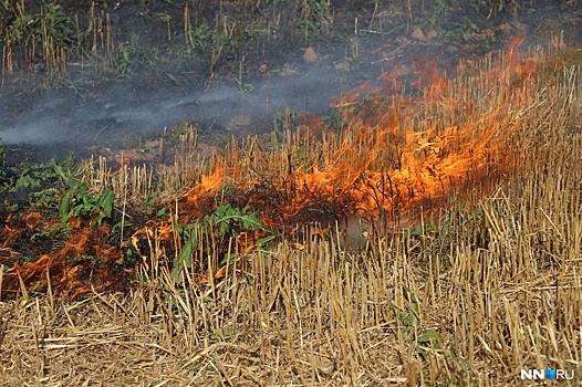 «Людей жалко! Считай, бомжи!»: 7 домов сгорели в деревне Елховка из-за пала травы