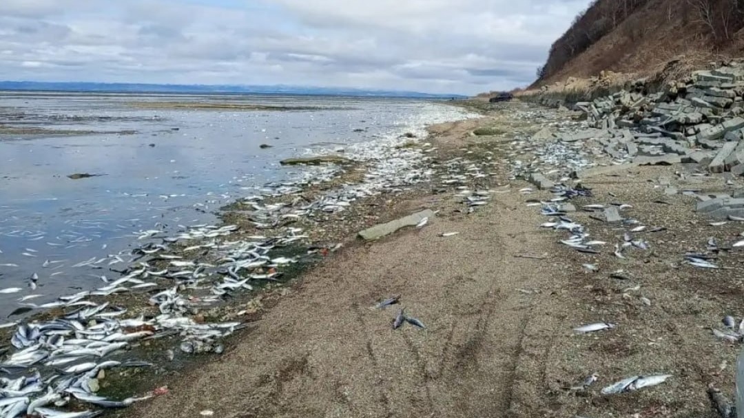 Сахалин превратился в «рыбный склад» из-за массового выпуска рыбы