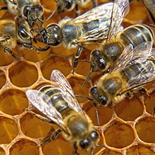 Украина — виртуальная страна: начинается создание онлайн-музея пчел и меда