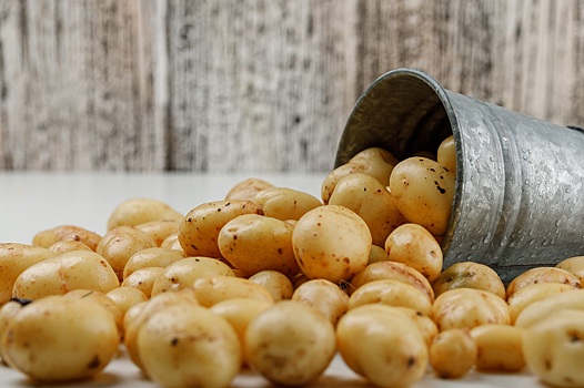 Агроном Шубина из Новосибирска предупредила о возможной гибели половины урожая картофеля