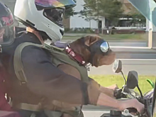 В Москве на видео попало, как собака ехала на мотоцикле