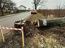 «Стволы могут рухнуть в любую минуту»: калининградцы опасаются ездить по старой светлогорской трассе из-за засохших деревьев