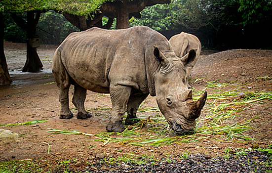 В Индонезии сберегут генетический материал редких носорогов для сохранения вида