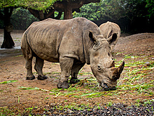 В Индонезии сберегут генетический материал редких носорогов для сохранения вида