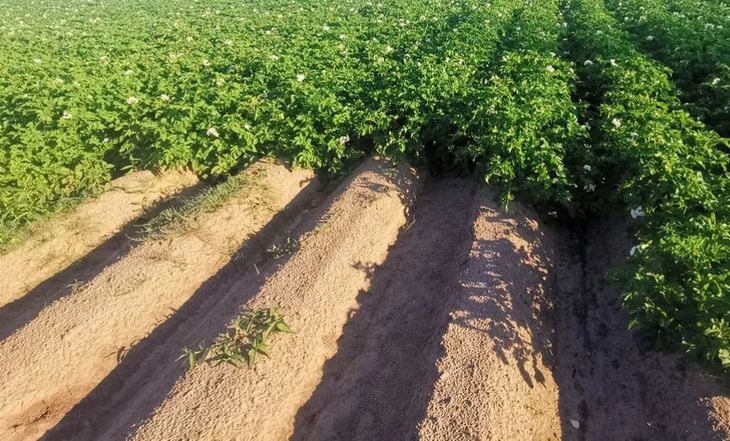 Запас элитных семян картофеля и зерновых к весенней посевной 2023 сформирован в Ивановской области