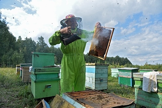 Пчеловоды частично признались в гибели пчёл