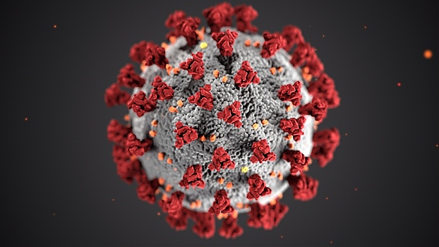 Поведение людей могло повлиять на эволюцию коронавируса