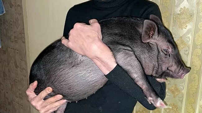 Житель Кирово-Чепецка держит свинью дома и выгуливает по улицам города