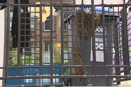 LADBible: бар в Глазго закрылся из-за поселившегося на входе роя пчел