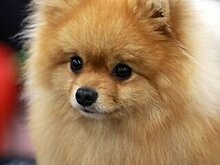 Названы самые популярные породы собак у россиян в 2020 году