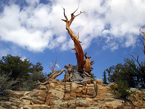 Какое дерево самое старое в мире: топ-5 древесных пенсионеров