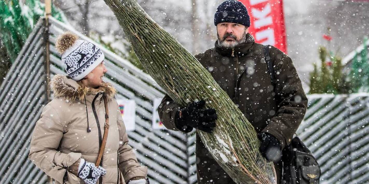 елочный базар. сосна на елочном базаре. опасность живой ели. опасность живой ели. елка елочный базар.