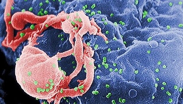 Создано блокирующее передачу ВИЧ половым путем лекарство