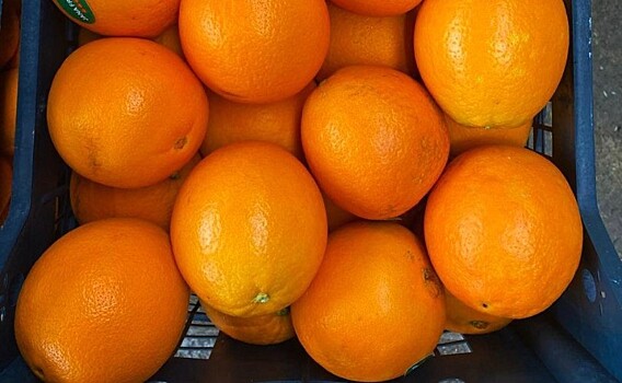Более 22 тонн апельсинов с опасными вредителями доставили из Египта в Новороссийск
