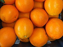 Более 22 тонн апельсинов с опасными вредителями доставили из Египта в Новороссийск