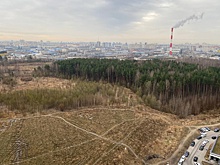 Seven Suns Development планирует продать часть Шуваловского леса в Петербурге