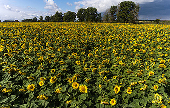 В Алтайском крае планируют собрать около 3,2 млн тонн масличных культур
