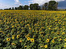 В Алтайском крае планируют собрать около 3,2 млн тонн масличных культур