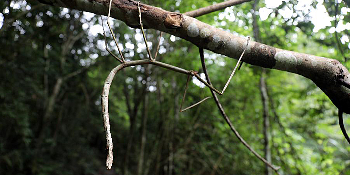 Китайские ученые впервые выпустили на волю личинок самого длинного насекомого в мире