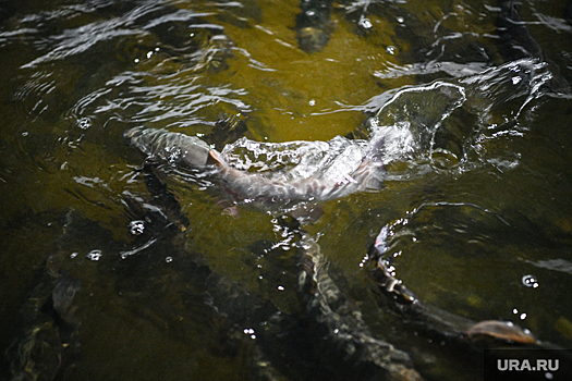 В Екатеринбурге зафиксировали мор рыбы в реке Исеть