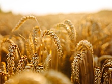 Где зародилось сельское хозяйство 12 000 лет назад: новые данные