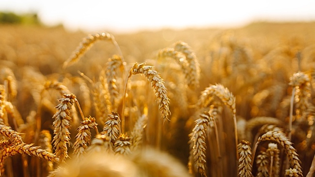 Где зародилось сельское хозяйство 12 000 лет назад: новые данные