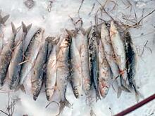 Охраняя богатства страны