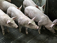 Чума свиней обошлась России в десятки миллиардов рублей