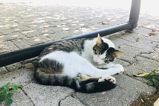 Кошка оставила город без света в российском регионе