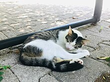 Кошка оставила город без света в российском регионе