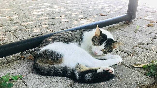 Кошка оставила город без света в российском регионе