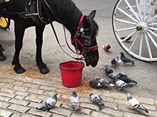 Щедрая лошадь поделилась обедом с голубями - трогательное видео