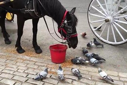 Щедрая лошадь поделилась обедом с голубями - трогательное видео