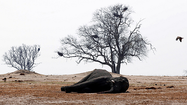 Массовая гибель слонов в Африке покрыта тайной