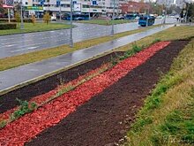 Более 500 тыс. луковичных высадят к зиме в ЗелАО
