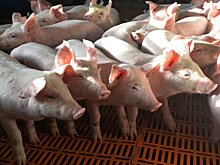 Новосибирская область увеличит экспорт свинины, птицы и яиц