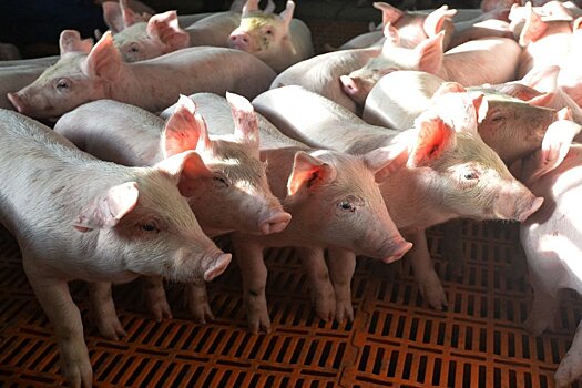 Новосибирская область увеличит экспорт свинины, птицы и яиц