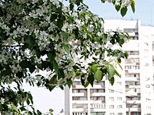В Челябинске выберут самые чистые и красивые дворы