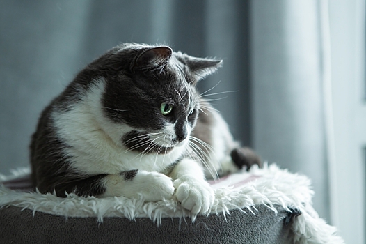 Сальмонеллез у кошек: симптомы и лечение патологии