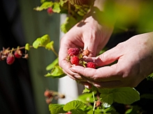 Как ухаживать за земляникой в огороде